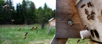 Beeeeeees!